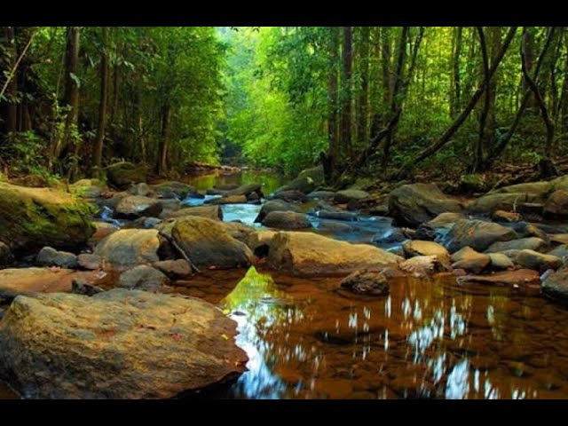 24. Jungla de Sinharaja: una selva tropical apta para toda la familia