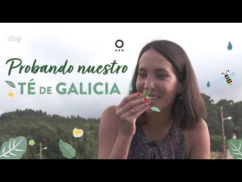 30. Un día en una plantación de té: de la hoja a la taza
